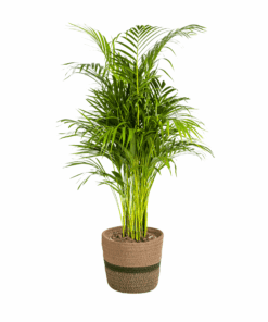 Dypsis Areca Lutescens Met Mand Ø21Cm - ↕100 - 120Cm