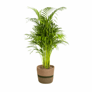 Areca palm met mand (Dypsis lutescens) – tropische goudpalm – 100-120 cm