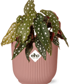 Begonia Maculata + Elho Vibes Fold 14Cm Roze