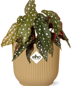 Begonia Maculata + Elho Vibes Fold 14Cm Geel