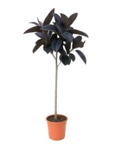 Ficus Elastica Abidjan Stam - 130 Cm