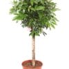 Schefflera  Op Stam - 150 Cm