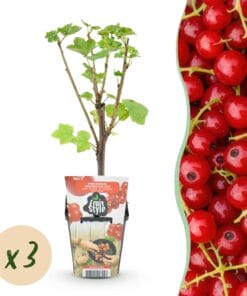 Fruitplanten - Rode Bes - Ribes Rubrum Jonkheer Van Tets  - Winterhard - 3 Planten - Pot 9 Cm - Rode Bes