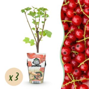 Fruitplanten - Rode Bes - Ribes Rubrum Jonkheer Van Tets  - Winterhard - 3 Planten - Pot 9 Cm - Rode Bes
