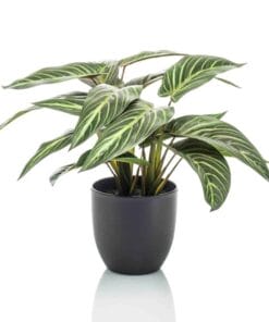 Calathea Zebrina In Zwarte Pot - 42 Cm Hoog - Kunstplant