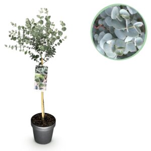 Eucalyptus Gunni Azure - Terras Plant - Bladhoudend - Winterhard- Grijs Blad - Pot 19Cm Hoogte 90Cm
