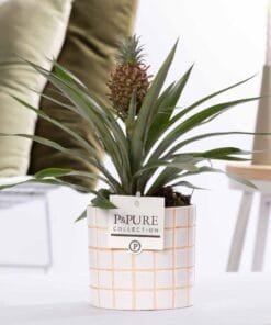 Ananas Rosita In P&Pure Tirza Ceramics - Ø12Cm - ↕35Cm