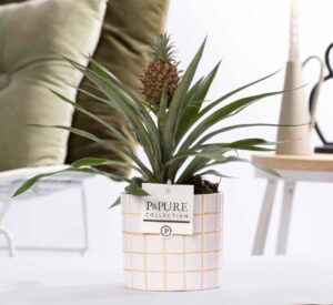 Ananas Rosita In P&Pure Tirza Ceramics - Ø12Cm - ↕35Cm