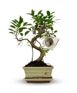 Bonsai S Vorm Boom - Ø 15 Cm - Hoogte: 30-35 Cm (Mix Keramiek)