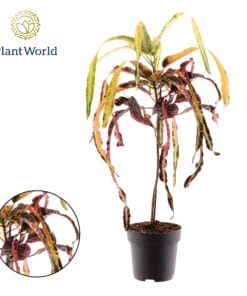 Croton Dreadlock - Ø19Cm - ↕70Cm