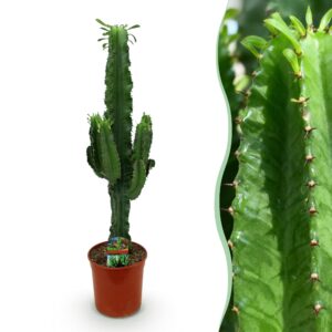 Euphorbia Eritrea - Afrikaanse Melkboom - Groen - Pot 19Cm - Hoogte 70Cm