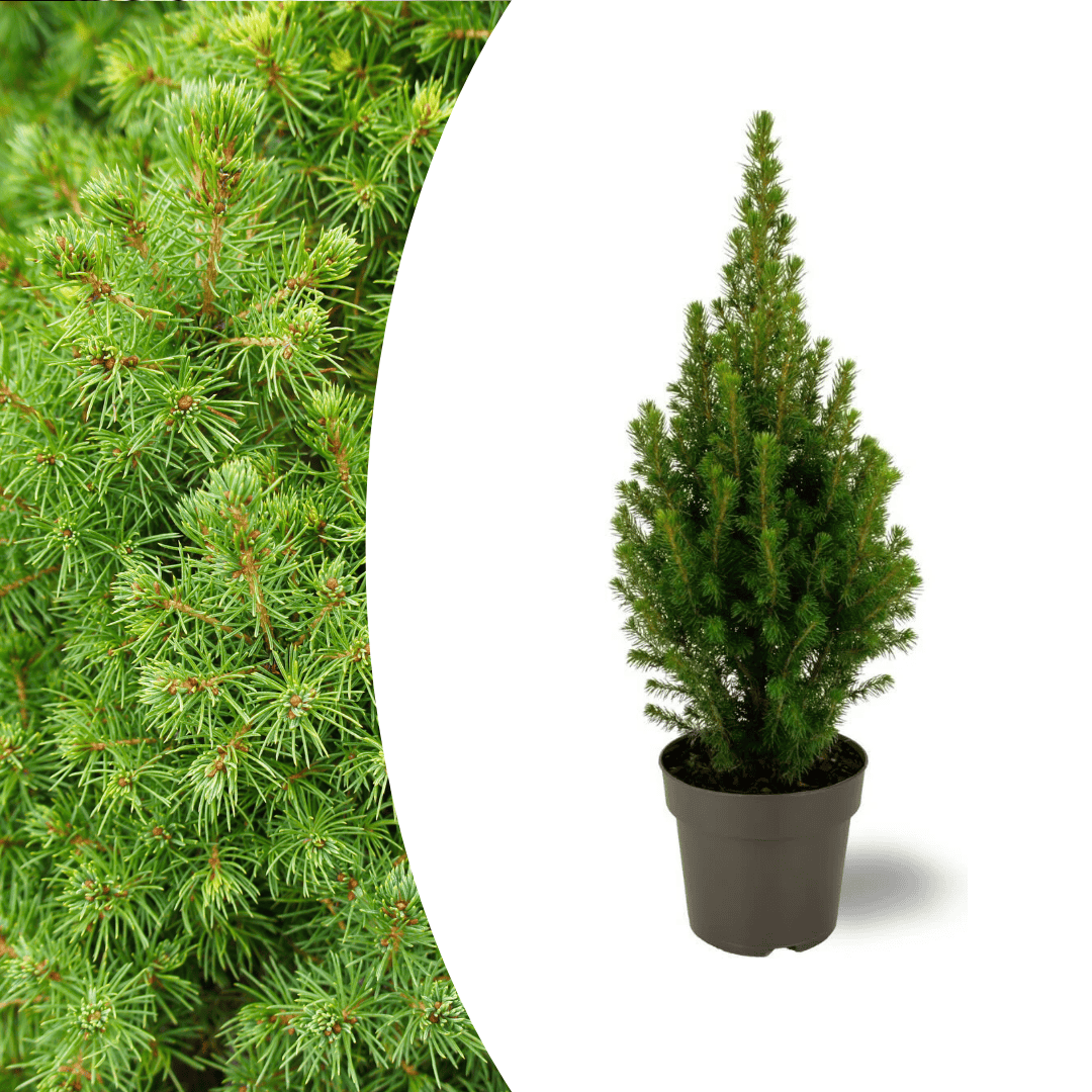 Picea Glauca Perfecta - 15 Cm Ø - 40 Cm ↨
