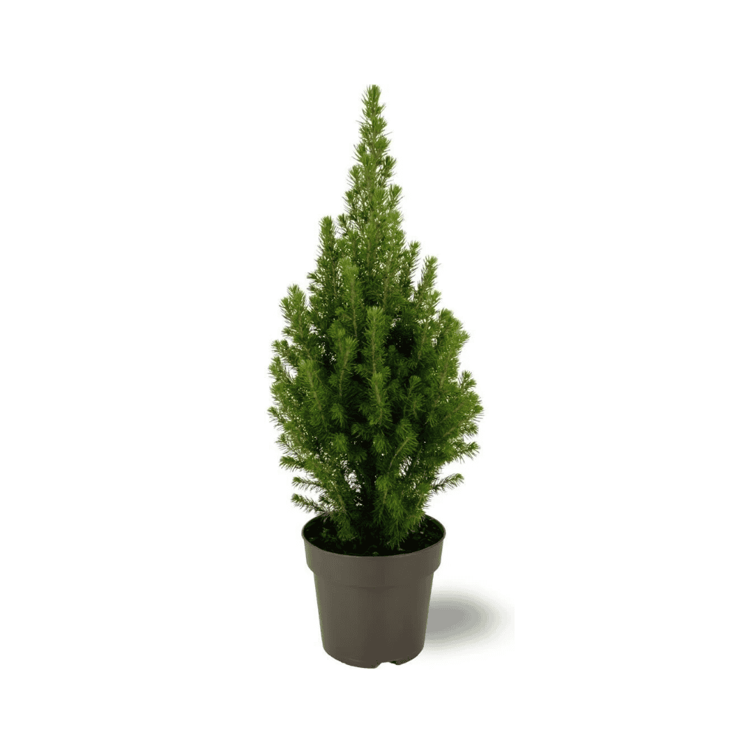 Picea Glauca Perfecta - 15 Cm Ø - 40 Cm ↨ - Afbeelding 2