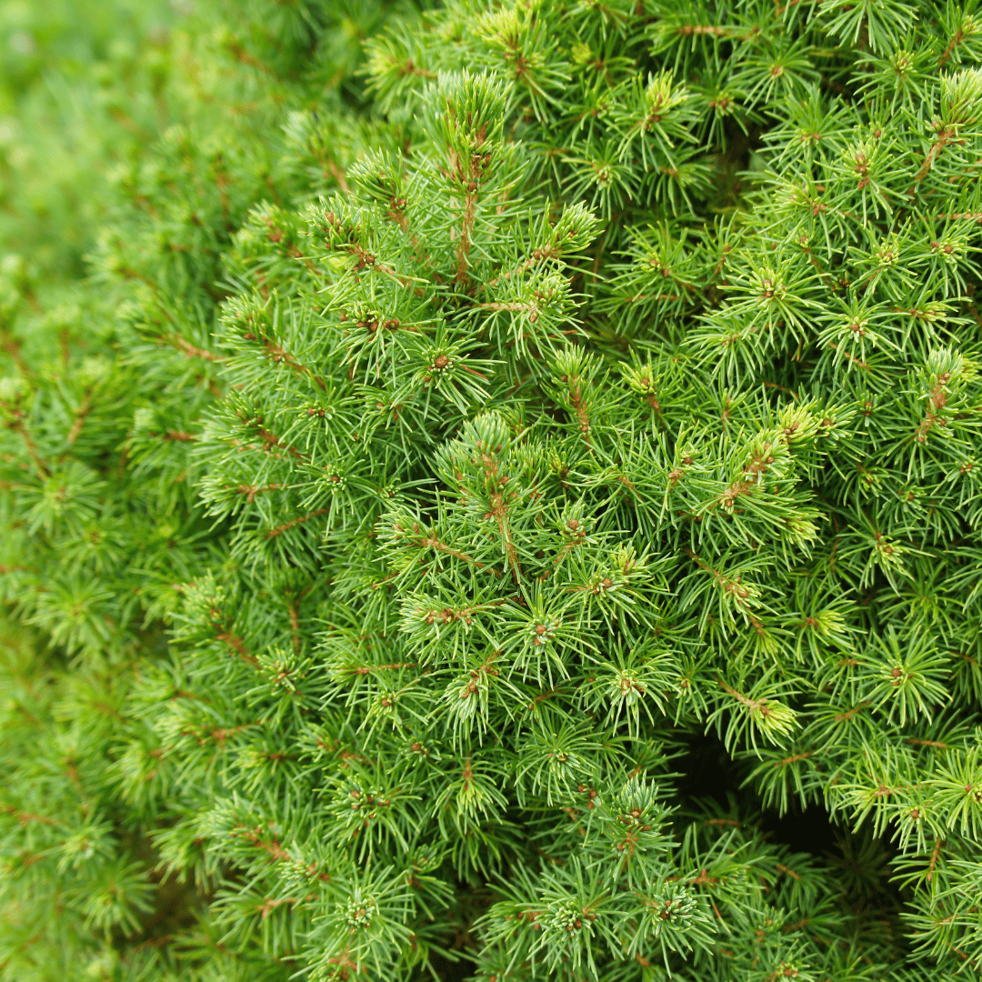 Picea Glauca Perfecta - 15 Cm Ø - 40 Cm ↨ - Afbeelding 3