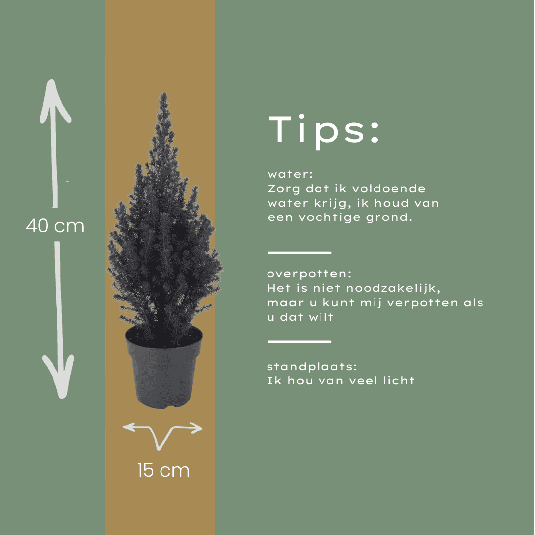 Picea Glauca Perfecta - 15 Cm Ø - 40 Cm ↨ - Afbeelding 5
