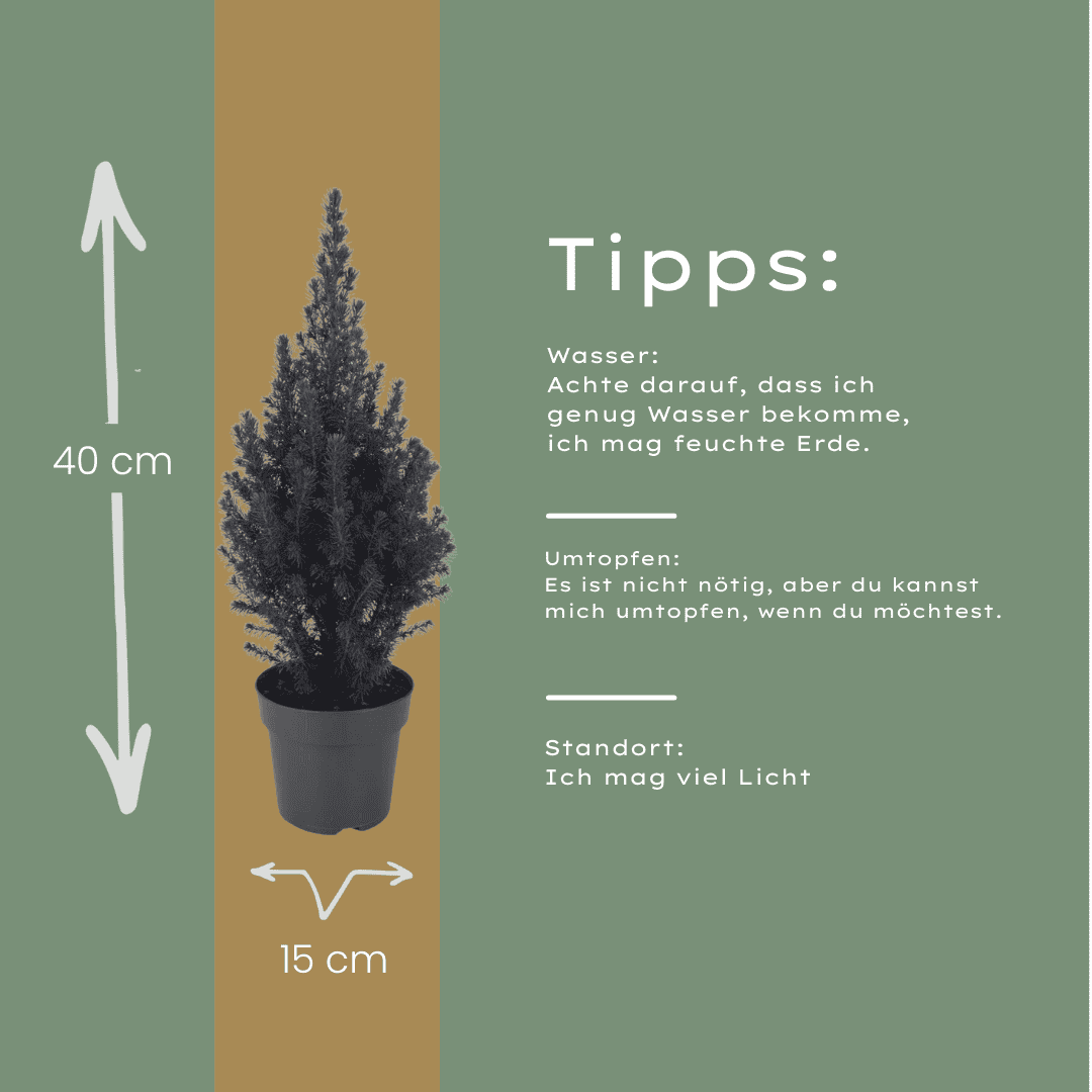 Picea Glauca Perfecta - 15 Cm Ø - 40 Cm ↨ - Afbeelding 6