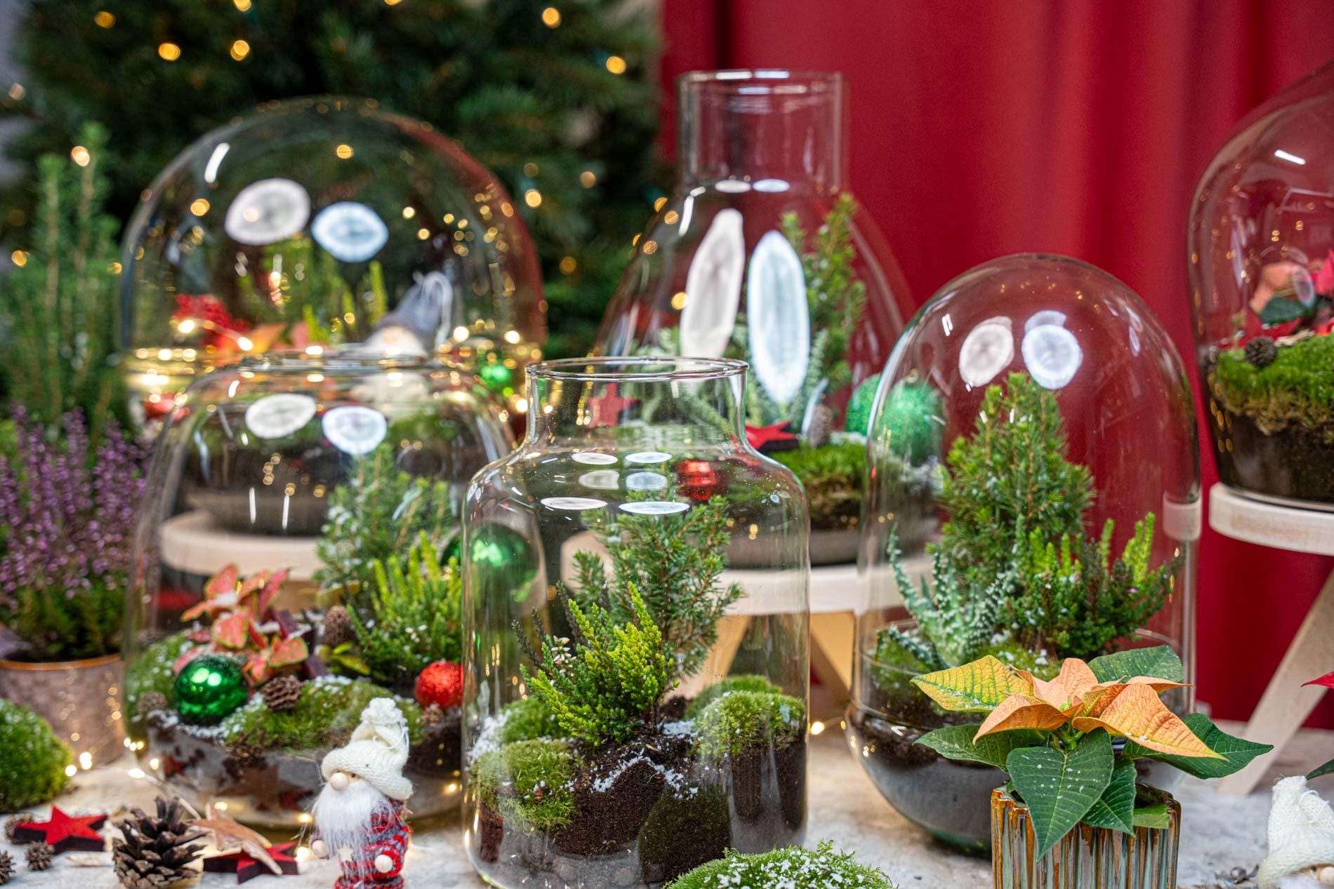 Holly Christmas Terrarium - Bottle Garden Diy Kit - Ø 29 Cm ↑ 30 - Afbeelding 3