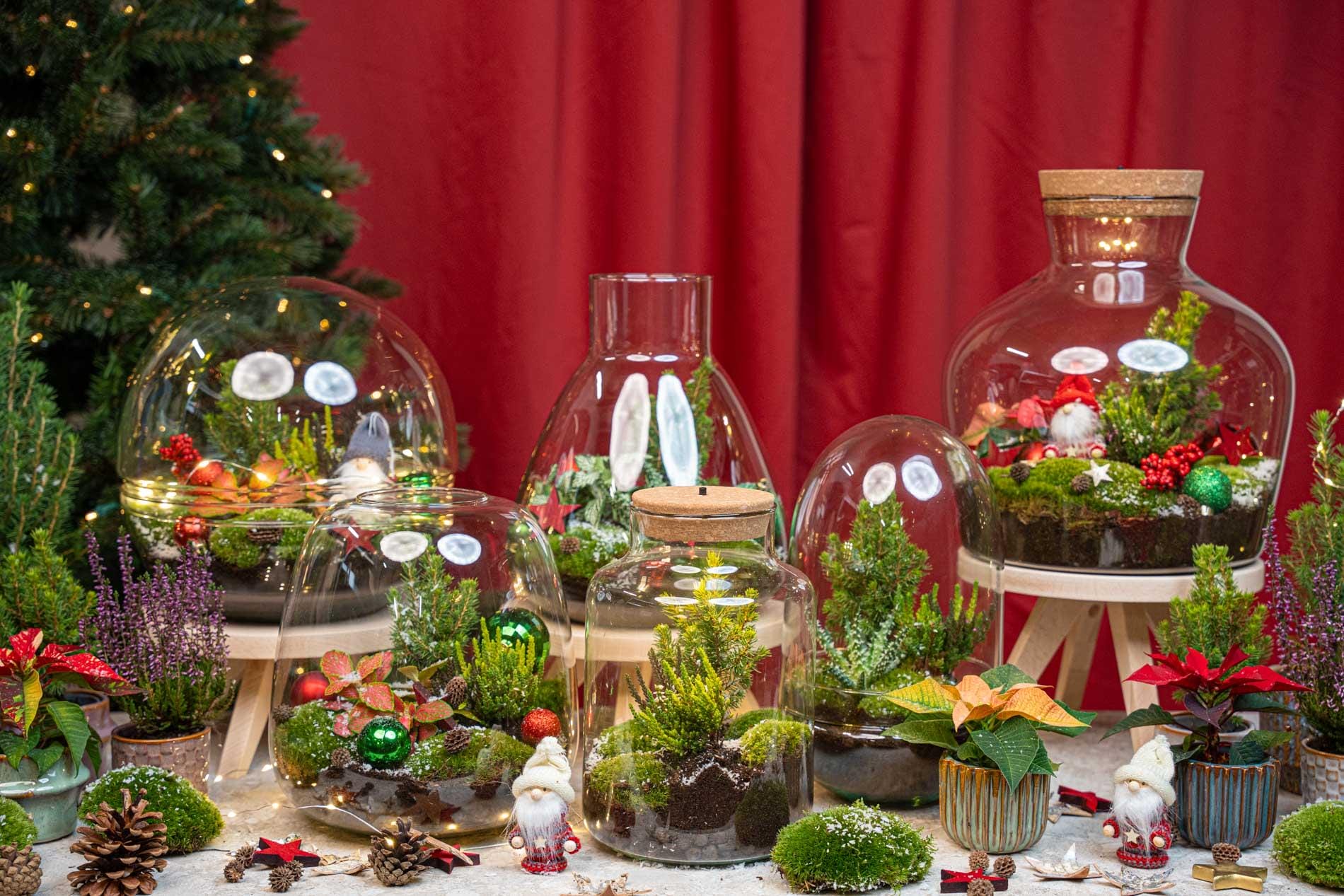 Holly Christmas Terrarium - Bottle Garden Diy Kit - Ø 29 Cm ↑ 30 - Afbeelding 5