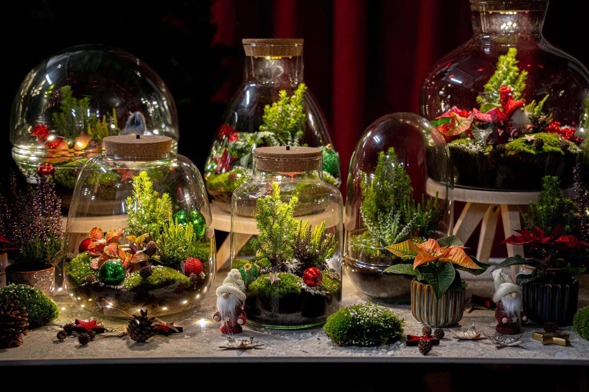 Holly Christmas Terrarium - Bottle Garden Diy Kit - Ø 29 Cm ↑ 30 - Afbeelding 6
