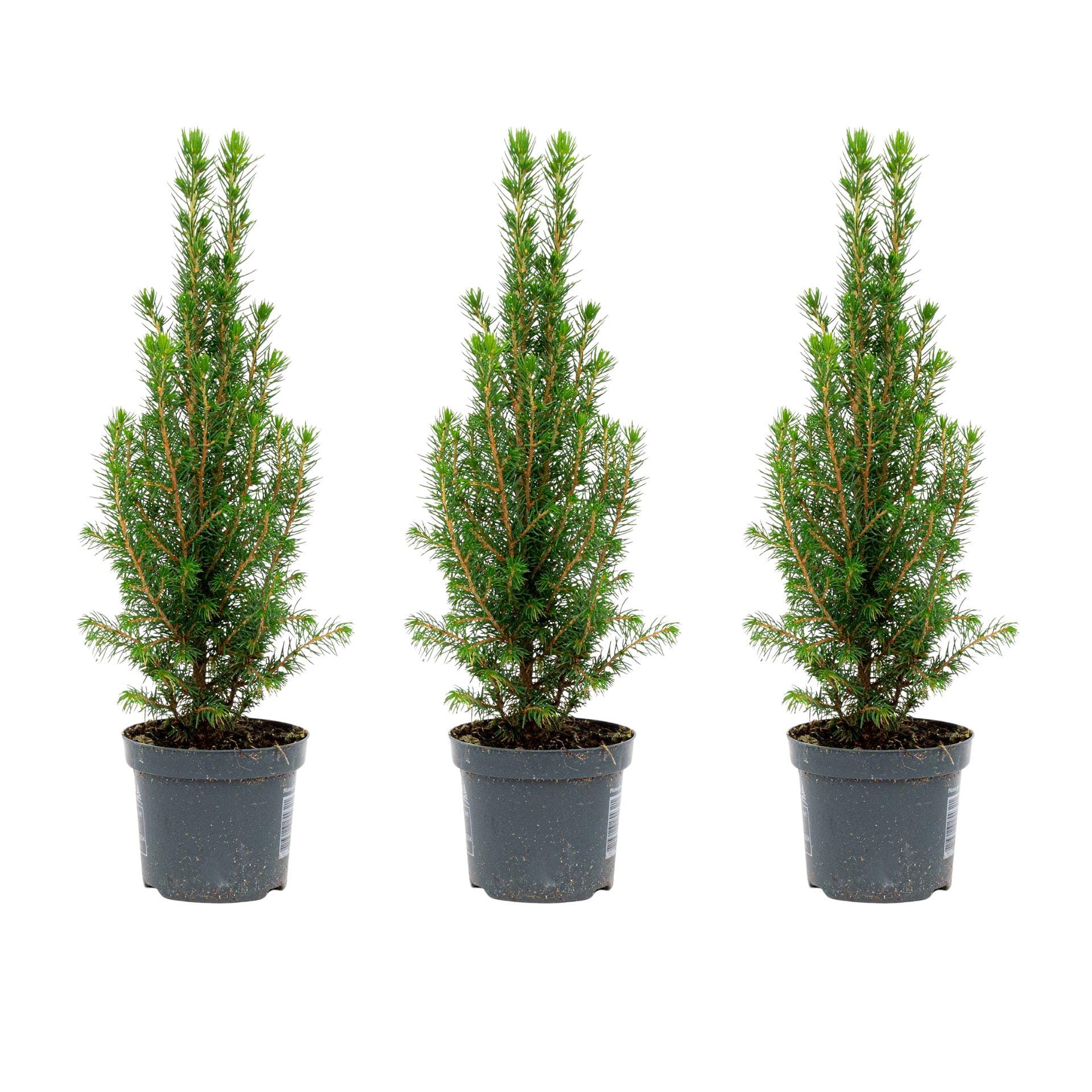 3X Mini Christmas Tree - Picea Glauca Perfecta - 25-30 Cm