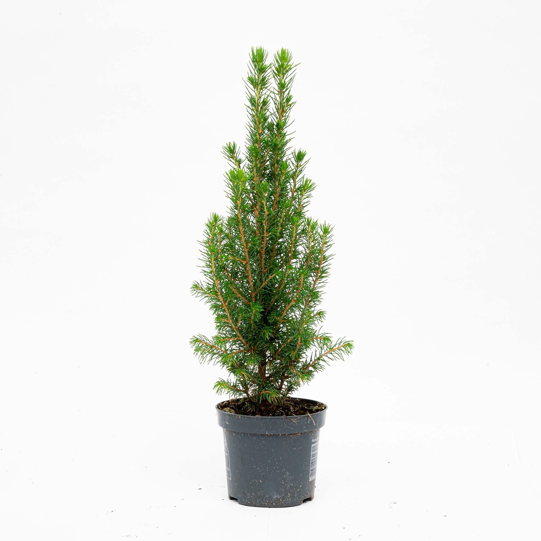 3X Mini Christmas Tree - Picea Glauca Perfecta - 25-30 Cm - Afbeelding 3
