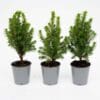 3X Mini-Kerstboom - ↑15-20 Cm - Ø 6 Cm Picea Glauca Perfecta