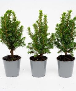 3X Mini-Kerstboom - ↑15-20 Cm - Ø 6 Cm Picea Glauca Perfecta