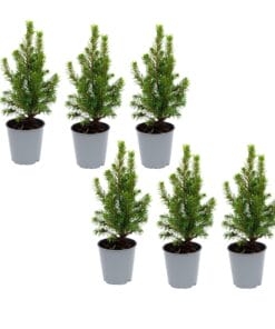 6X Mini-Kerstboom - ↑15-20 Cm - Ø 6 Cm Picea Glauca Perfecta
