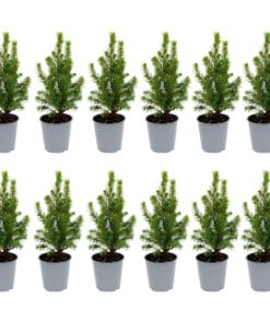 12X Mini-Kerstboom - ↑15-20 Cm - Ø 6 Cm Picea Glauca Perfecta