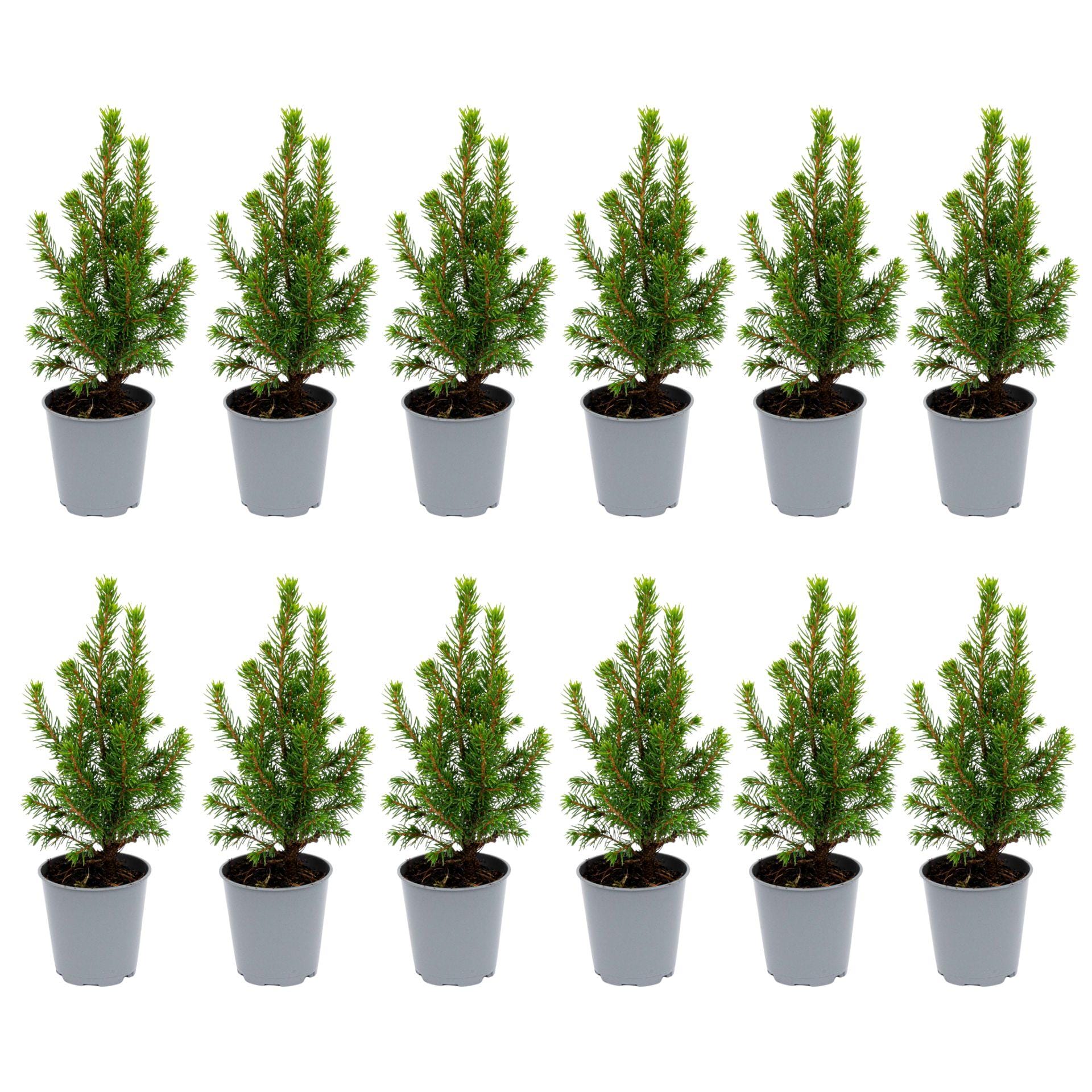 12X Mini-Kerstboom - ↑15-20 Cm - Ø 6 Cm Picea Glauca Perfecta