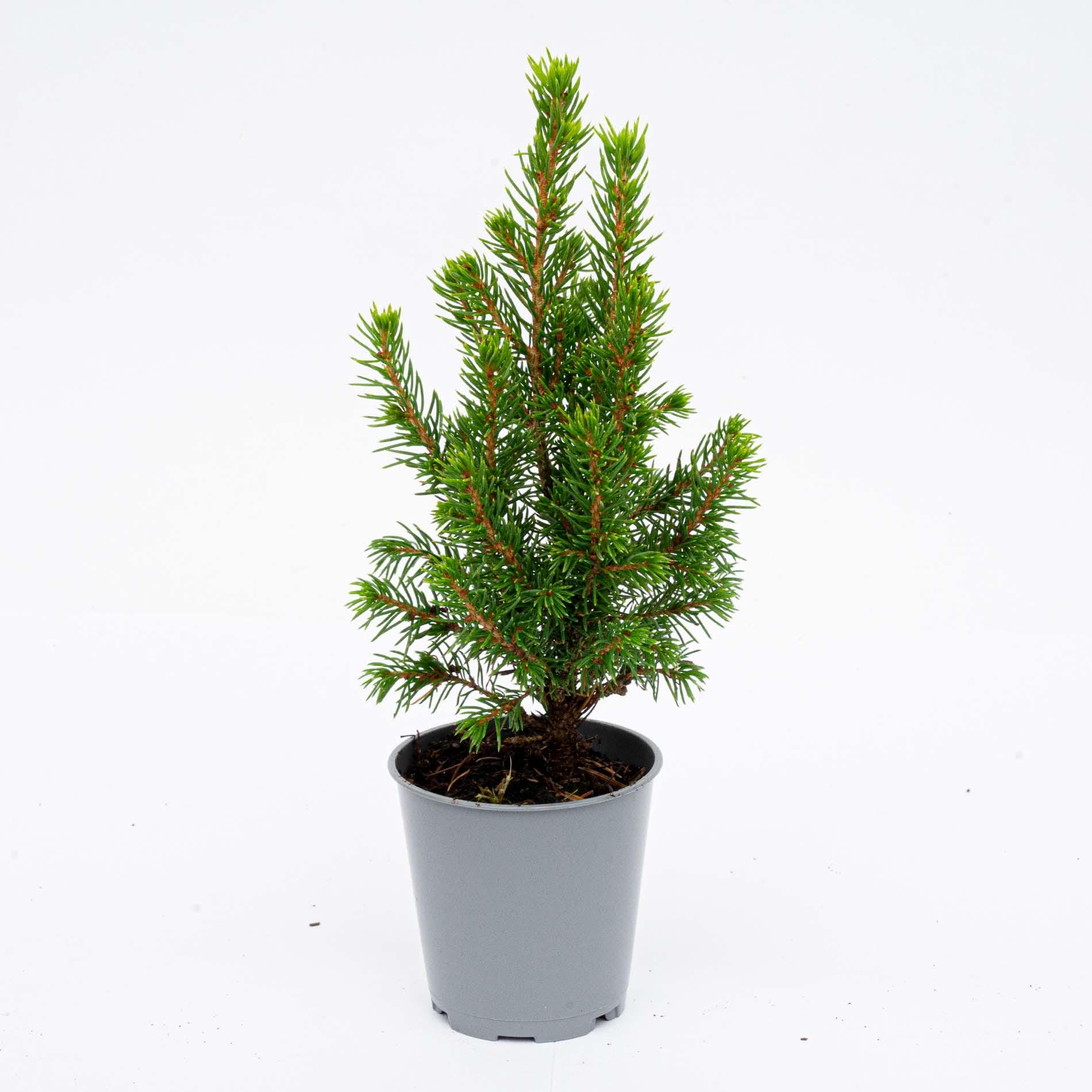 12X Mini-Kerstboom - ↑15-20 Cm - Ø 6 Cm Picea Glauca Perfecta - Afbeelding 3