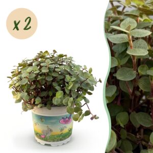 Calissia Repens - Kattengras - Huisdiervriendelijk - 2 Planten - Pot 12Cm - Hoogte 17-20Cm