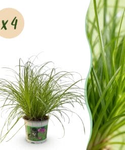 Cyperus Alternifolius Zumula - Kattengras - Huisdiervriendelijk - 4 Planten - Pot 12Cm - Hoogte 28-30Cm