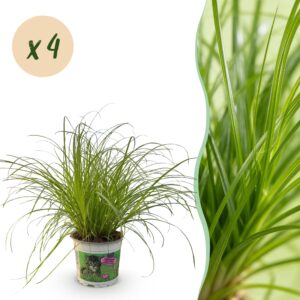 Cyperus Alternifolius Zumula - Kattengras - Huisdiervriendelijk - 4 Planten - Pot 12Cm - Hoogte 28-30Cm