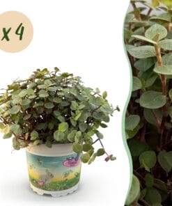 Calissia Repens - Kattengras - Huisdiervriendelijk - 4 Planten - Pot 12Cm - Hoogte 17-20Cm