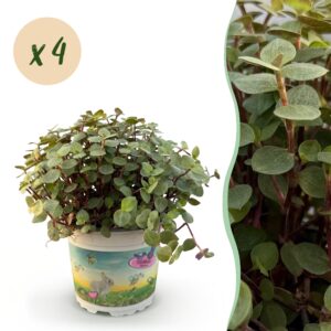 Calissia Repens - Kattengras - Huisdiervriendelijk - 4 Planten - Pot 12Cm - Hoogte 17-20Cm
