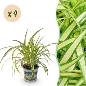 Chlorophytum Comosum Variegatum - Kattengras -  4 Planten - Pot 12Cm - Hoogte 25-30Cm