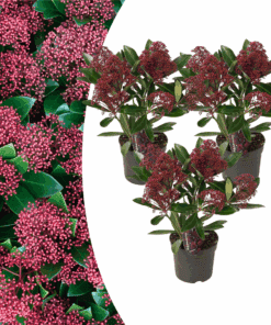 Set Van 3 Skimmia 'Rubella' – Ø10,5 Cm – ↨ 20-25 Cm
