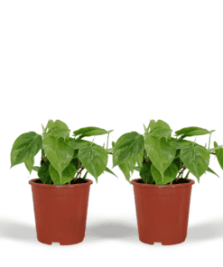 2X Philodendron Scandens - 15Cm - Ø12