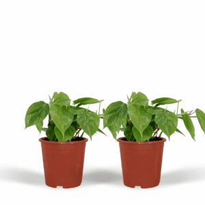 Philodendron Scandens – hangende kamerplant met hartvormig blad – pot 12 cm, ±15 cm