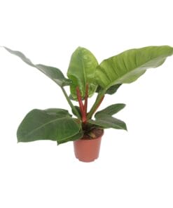 Philodendron Imperial Green - Ø17Cm - ↕60Cm