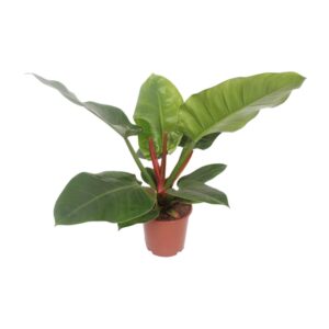 Philodendron Imperial Green – grote glanzende bladeren, geschikt – ±17 cm