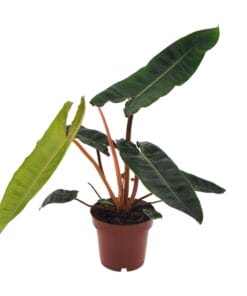 Philodendron Billietiae - Ø12Cm - ↕25Cm