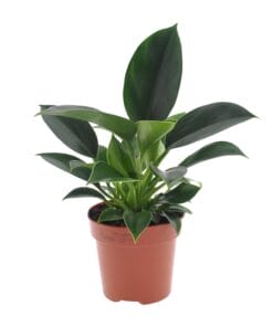 Philodendron Green Princess - Ø12Cm - ↕25Cm