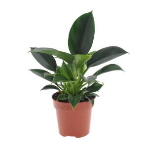 Philodendron Green Princess – glanzend blad, eenvoudige verzorging – ±12 cm