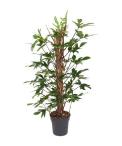 Philodendron Pedatum - Ø24Cm - ↕120Cm