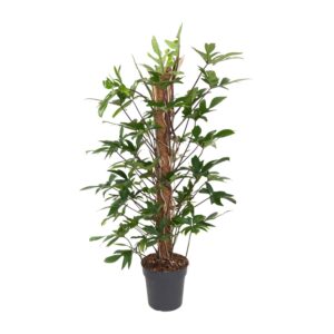 Philodendron Pedatum – grote kamerplant met ingesneden blad – ±24 cm