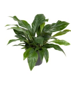 Anthurium Jungle Bush - Ø30Cm - ↕70Cm