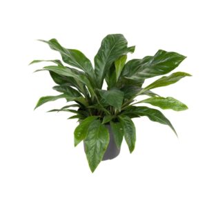 Anthurium Jungle Bush – weelderige kamerplant met glanzend blad – ±30 cm