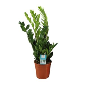 Zamioculcas – makkelijke kamerplant voor donkere plekken – ±17 cm
